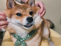 -逗柴咖啡屋·狗咖猫咖宠物桌游