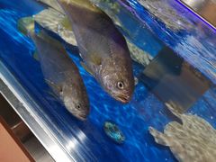 -盒马鲜生(枣园路店)