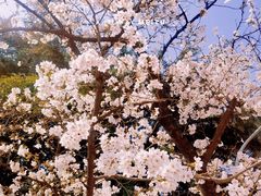 -武汉大学-樱园
