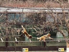 -昆明动物园