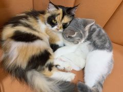 -Bastet sally猫舍购宠(静安店)