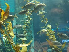 -瑞普利水族馆