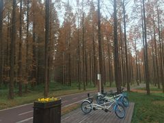 -黄海国家森林公园