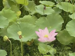 -洪湖生态旅游区