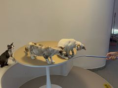 -琪喵猫屋·撸猫猫咖·猫舍