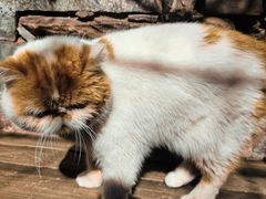 -喵屿·大理花园猫咖