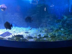 -烟台海昌鲸鲨海洋公园