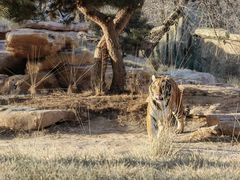 -北京野生动物园