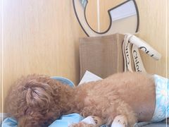 -美联众合动物医院·24h京西诊疗中心