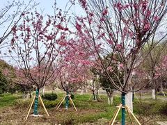 -梁鸿国家湿地公园