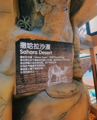 -卡通尼·Safari非洲探索乐园·生日会(金桥国际商业广场店)