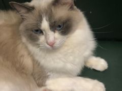 -安格丽娜·狗咖·猫咖羊驼咖(春熙路百盛商场店)