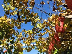 -钰田大院·怀柔地道农家菜·烤虹鳟鱼(雁栖湖店)