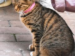 -街尾食糖甜品店(礼岗店)