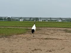 -盐城丹顶鹤湿地生态旅游区