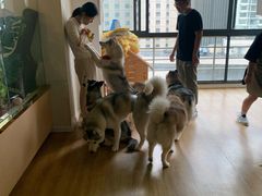-Husky Go! 哈士奇体验馆·宠物咖啡厅狗咖
