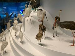 -贝林大翅鲸简餐厅(国家海洋博物馆店)