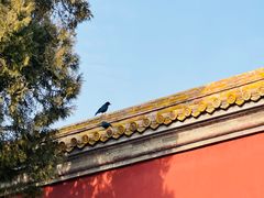 -北京市劳动人民文化宫(太庙)