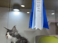 -青奢宠物·青奢猫舍