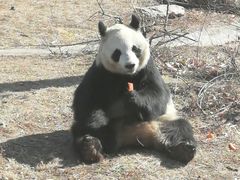 -沈阳森林动物园