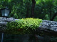 -杭州西湖风景名胜区-三生石