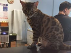-猫咪咖啡·猫咖(万达广场店)