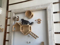 -Catmate·猫肥家润(金润铂宫店)
