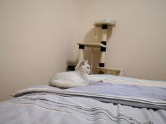 -袖虎·猫馆(体育西路店)