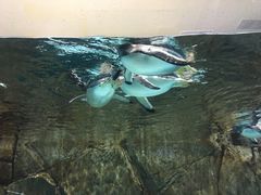 -成都浩海立方海洋公园