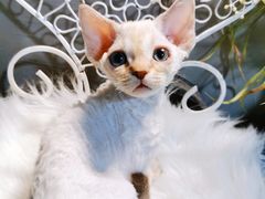 -70cat德文卷毛猫·缅因猫纯种猫舍