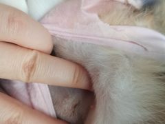 -伟伟宠物医院·CT影像中心·瑞派犬猫综合性门诊(汉口总院)