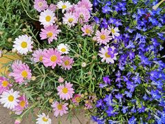-金陵花卉交易市场