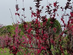 -南汇桃花村