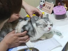 -宠爱国际动物医院· 猫科· 外科·中兽医(长白店)