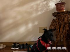 -福州肆爪动物医院
