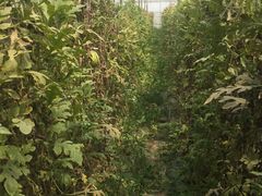 -庞各庄翠芳园西瓜蔬菜基地采摘园