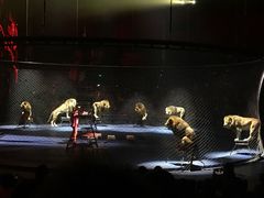 -珠海横琴长隆《卡卡虎奇遇记》