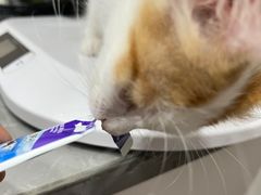 -四月宠物医院·猫专科·心脏专科·内科(转塘店)