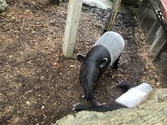 -清迈夜间动物园