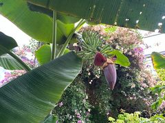 -呀路古热带植物园
