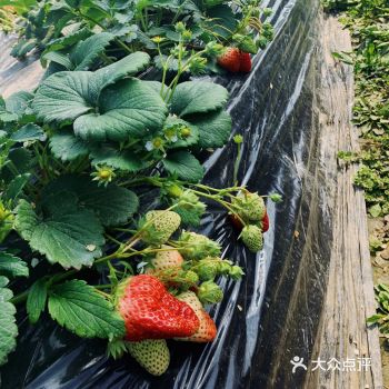 今天也是草莓味的一天吖， 一个被草莓刷屏的季节