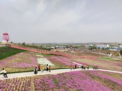 -莱阳濯村樱花园