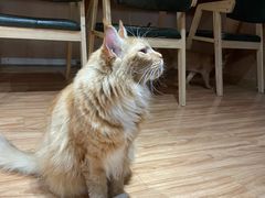 -MOCHA明星猫咖(田子坊店)