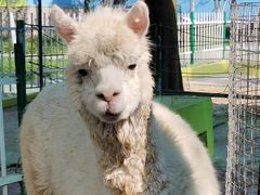 -荆州中山公园动物园