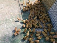 -前小桔亲子创意农场·草莓采摘·露营烧烤