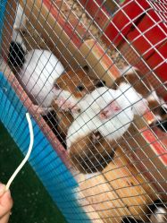 -萌宠亲子动物乐园(槐房万达店)