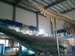 -上海海洋大学鱼文化博物馆(军工路校区)