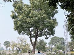 -鹅湖玫瑰文化园