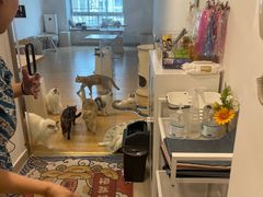 -有喵·猫咖·狗咖·30几只猫10只小狗(岗厦店)
