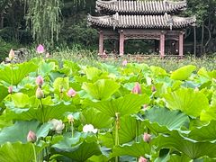 -莲湖公园